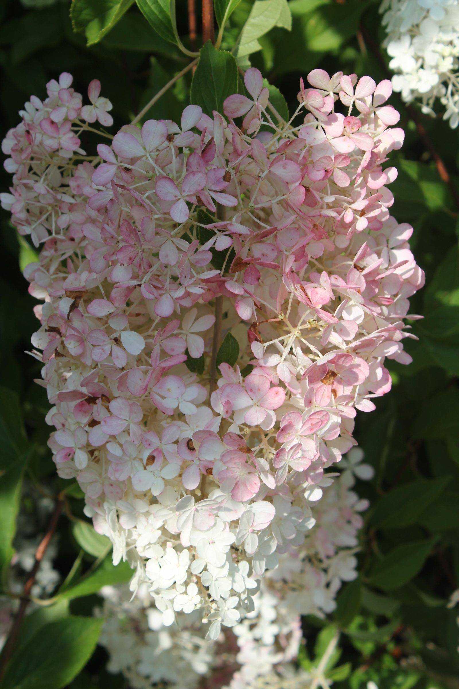 Гортензия строберри блоссом (hydrangea paniculata strawberry blossom) — описание