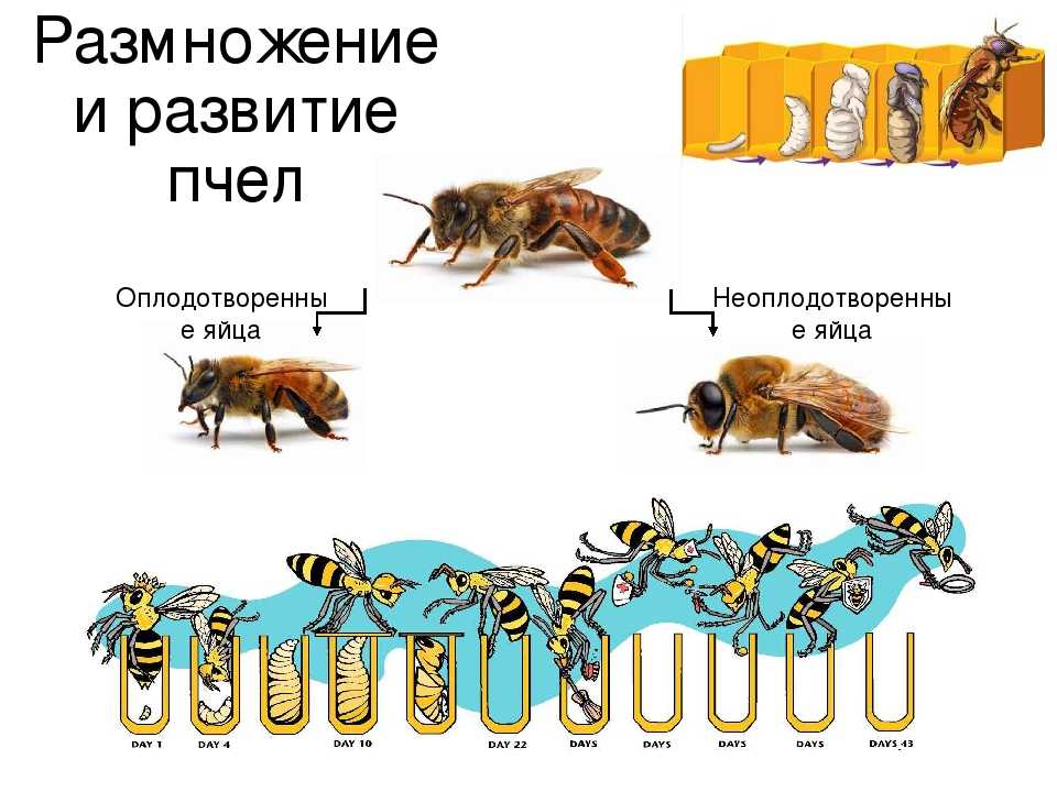 Личинки пчел: фото и описание куколки пчелы, матки, трутня