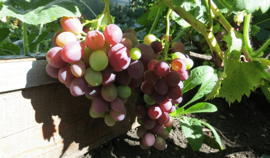Описание и выращивание винограда сорта фурор, плюсы и минусы и характеристика