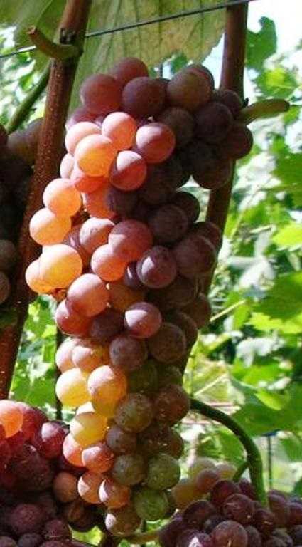 Виноград розмус: описание, видео, фото и отзывы