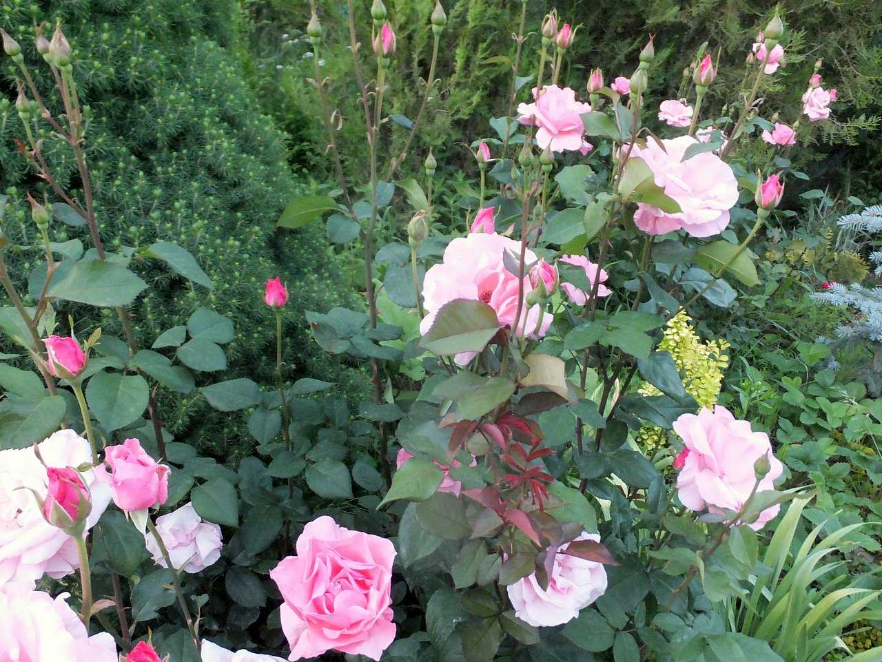 Роза флорибунда сорт queen elizabeth (куин элизабет) — отзывы 	 отрицательные. нейтральные. положительные. + оставить отзыв положительные отзывы radugina http://www.rosebook.ru/roses/grandiflora/queen