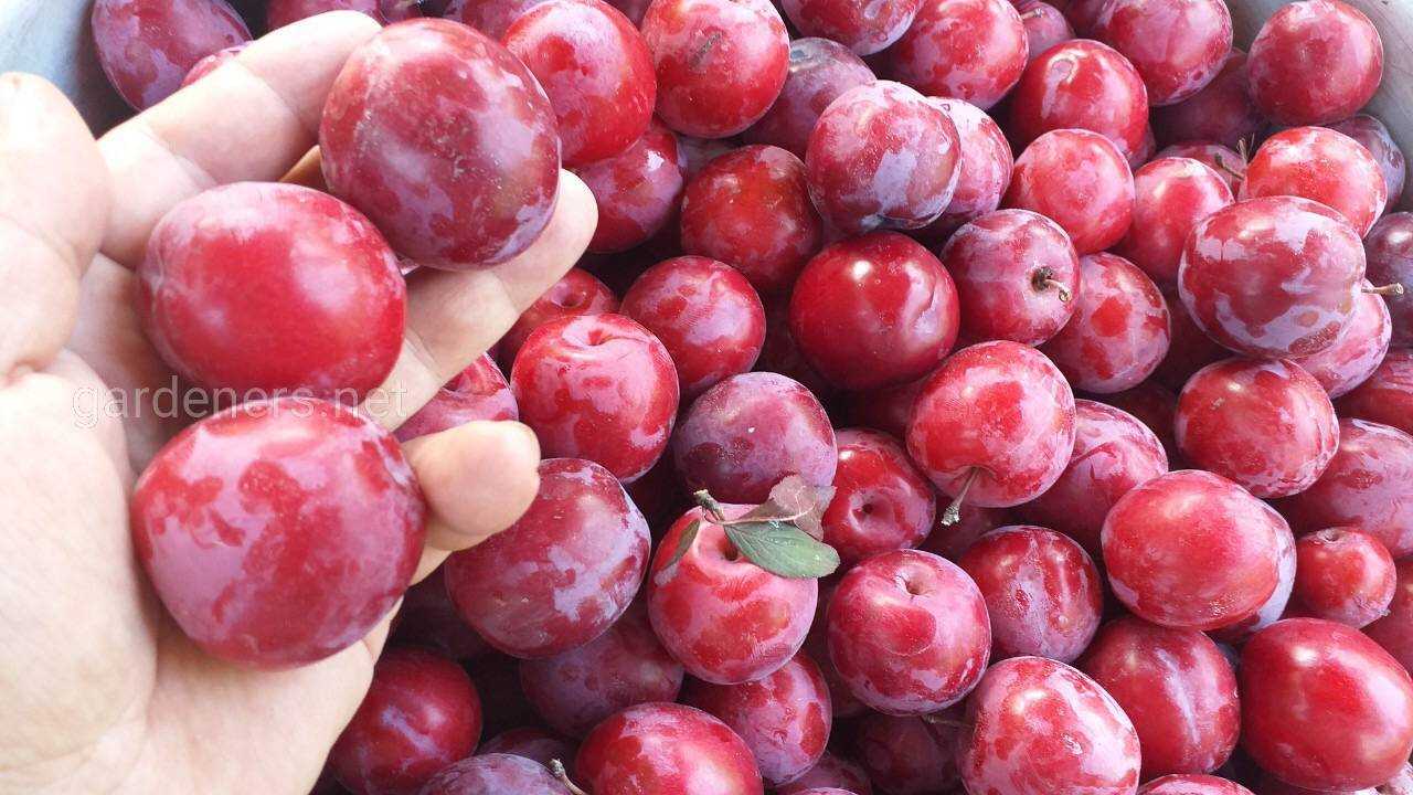 Сорта сливы для сибири - 15 лучших, самых зимостойких и вкусных