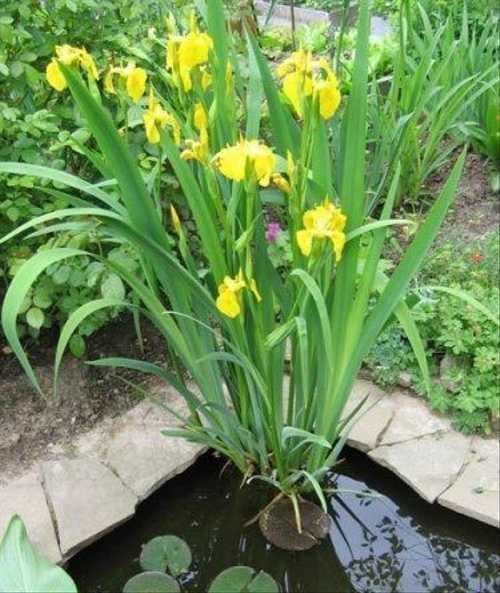 Ирис болотный жёлтый: посадка и уход, применение в ландшафтном дизайне сада, фото и описание