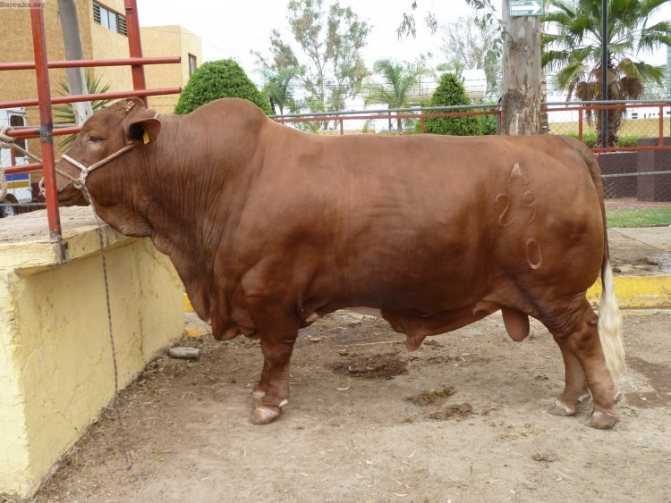 Породы быков, разводимых на мясо. характеристика голштинского вида и иных