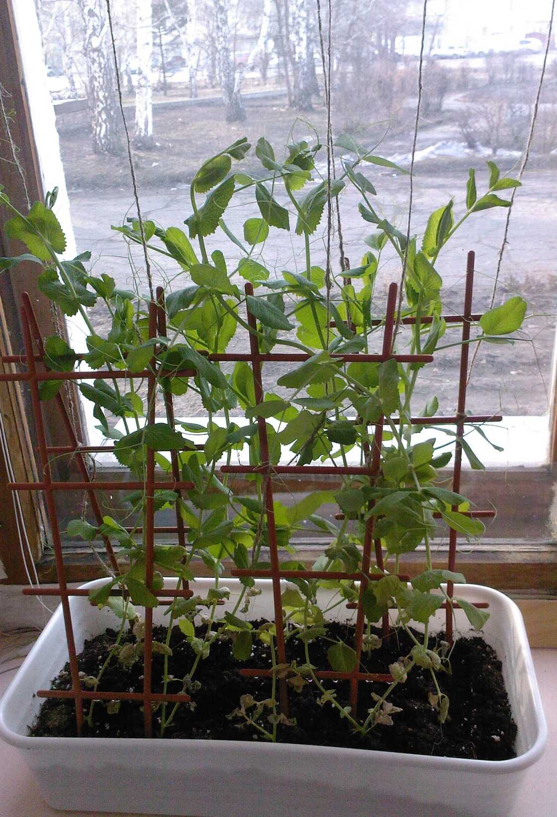 Душистый горошек на балконе: как посадить и вырастить