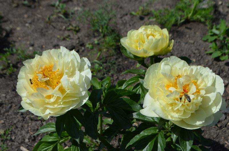 Желтые пионы: пион лимон шифон, фото, сорта желтых пионов с названиями | qlumba.com