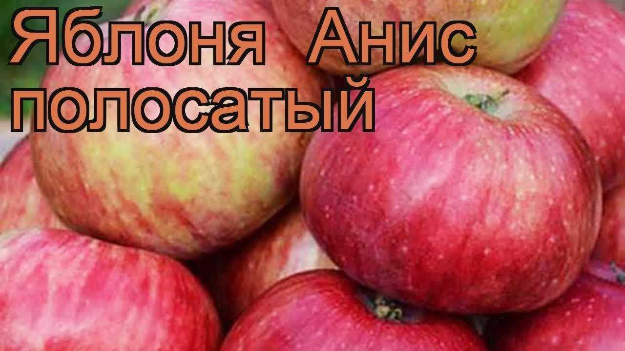 Яблоня анис: свердловский, алый, полосатый — описание, фото, отзывы | tele4n.net