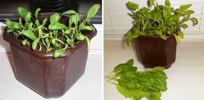 Как вырастить шпинат на подоконнике в домашних условиях из семян