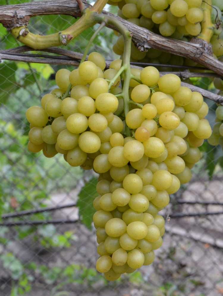 Виноград мускат: 110 фото, описание сорта, особенности выращивания и советы по посадке и сбору урожая