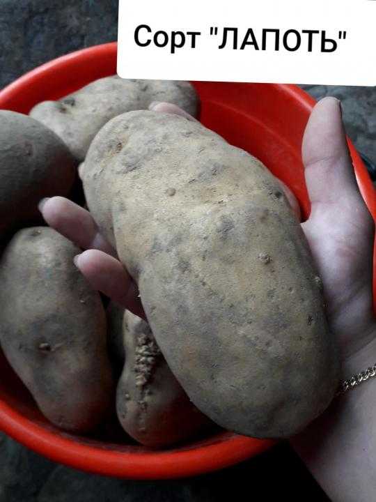 Картофель сынок фото отзывы. Сибирский лапоть сорт картофеля.
