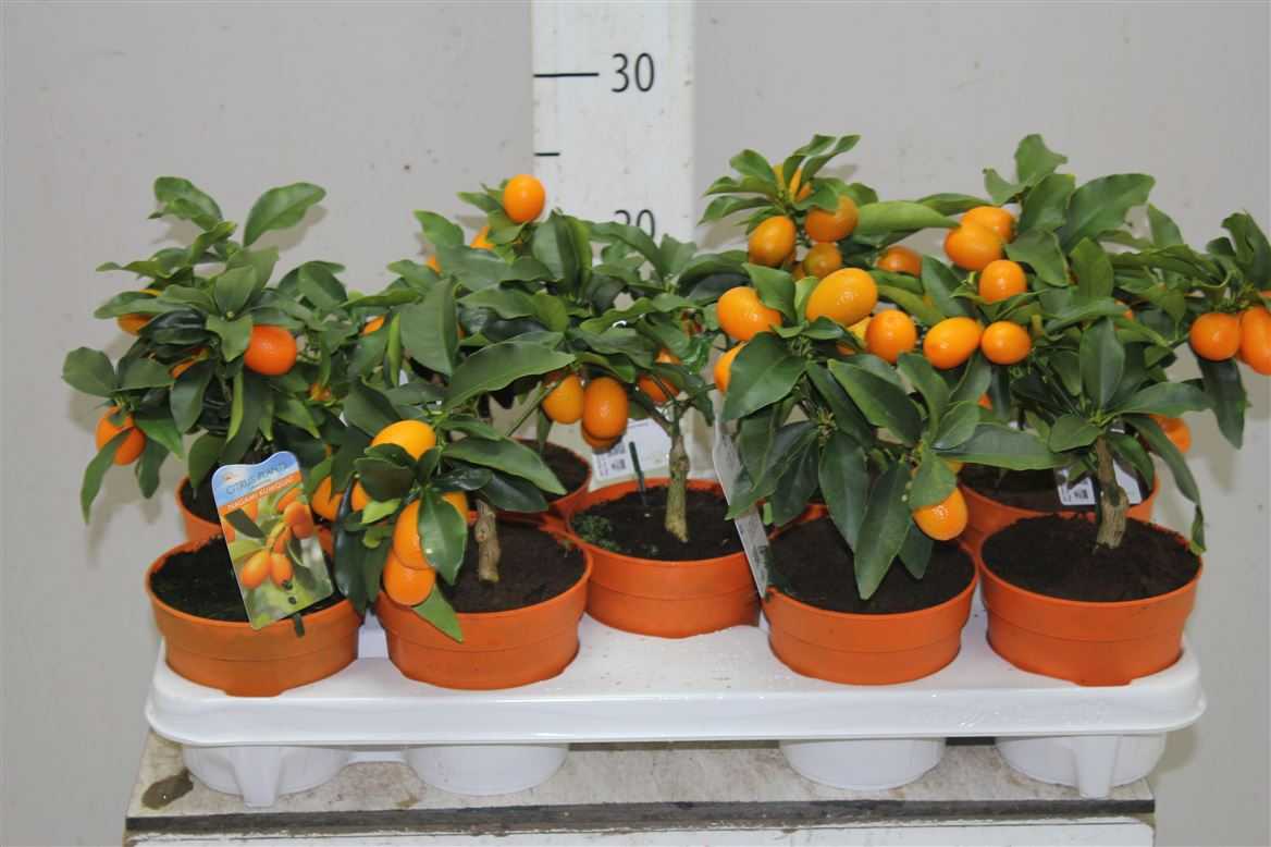 Мандариновое дерево - 125 фото и видео выращивания мандарин в домашних условиях
