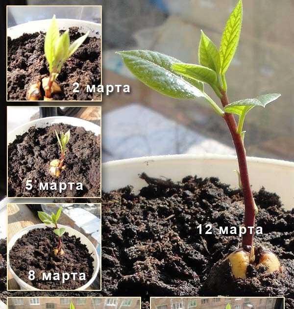 Как посадить вишню из косточки - в рассаде