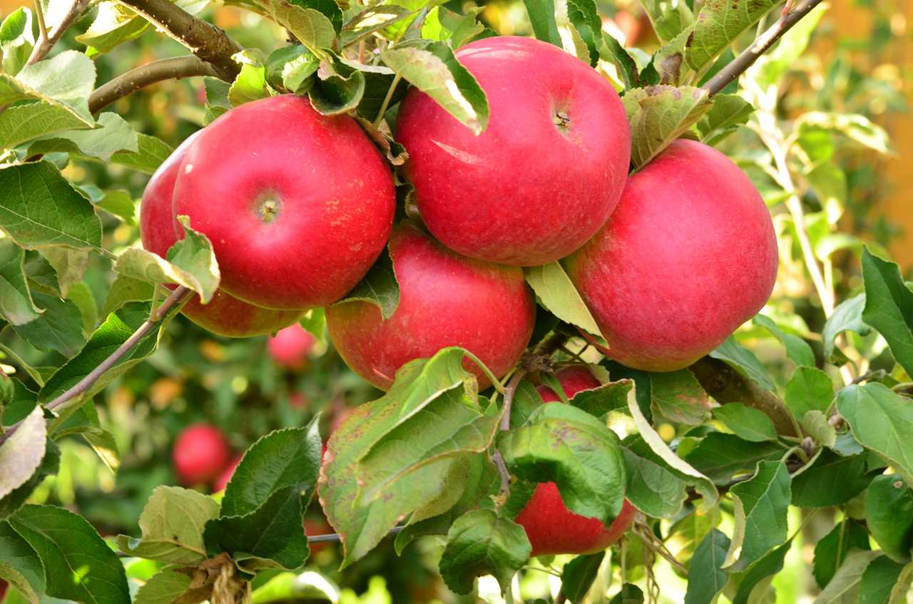 Айдаред яблоня описание опылители сорта
