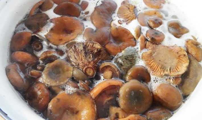 Что делать, если заплесневели соленые грибы рыжики и как спасти свежие рыжики от плесени