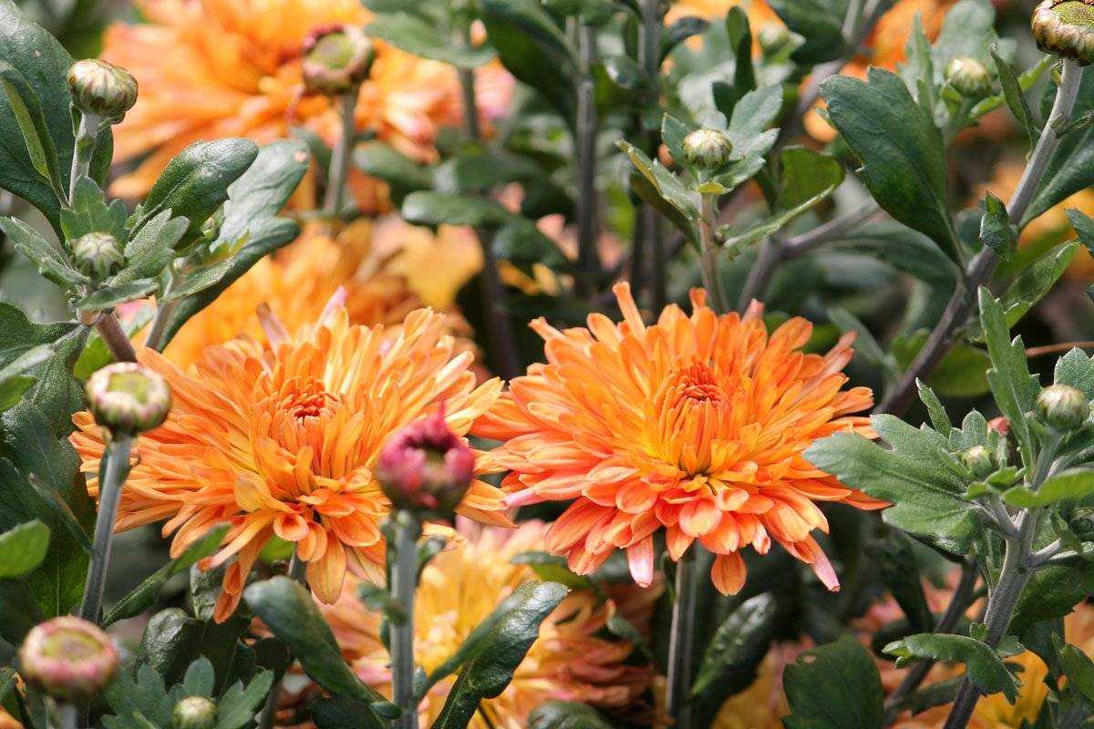 Хризантема садовая многолетняя: посадка и уход, фото сортов