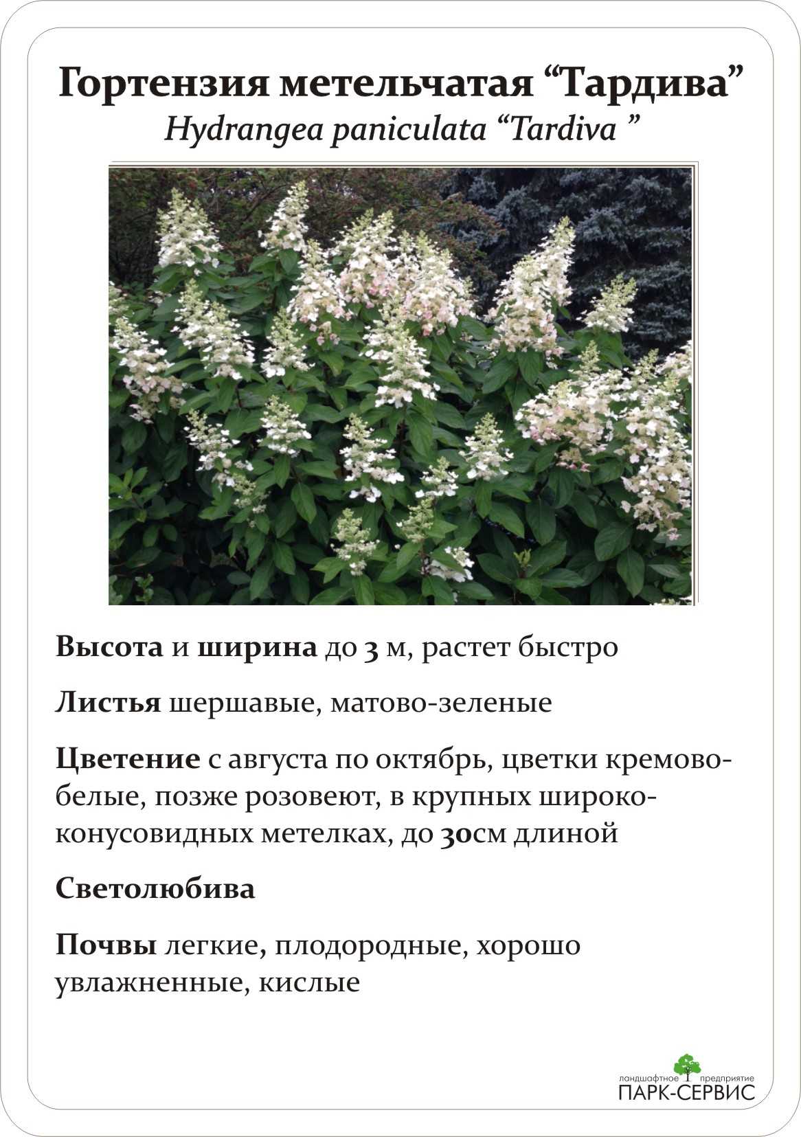 Гортензия метельчатая тардива (hydrangea paniculata tardiva): описание, уход в открытом грунте, фото -