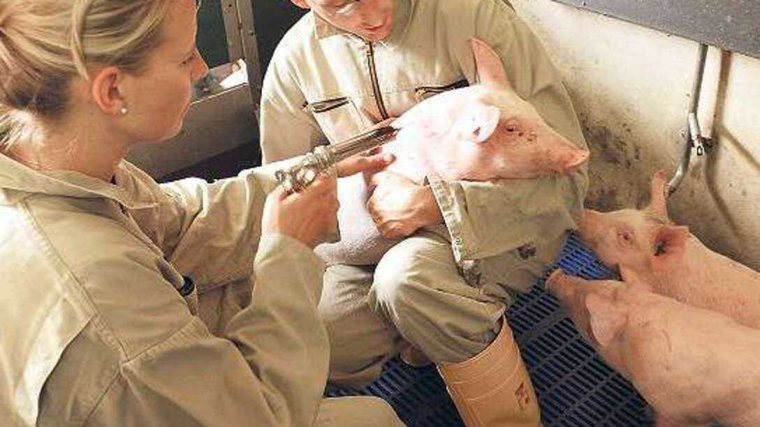 Свинка спинка. Классическая чума свиней вакцинация.