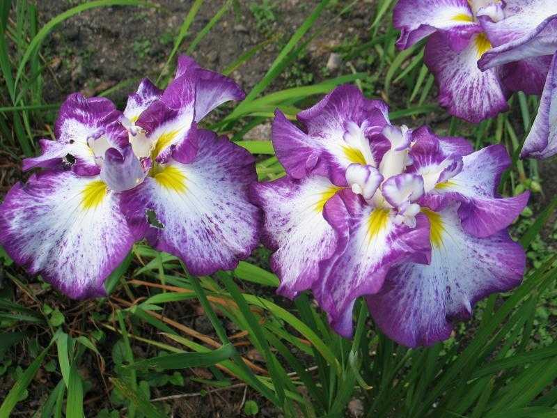 Цветы ирисы: посадка и уход, фото, выращивание, виды и сорта