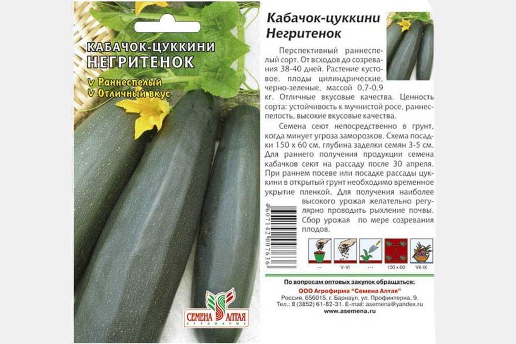 Как сажать кабачки в открытый грунт семенами и рассадой?