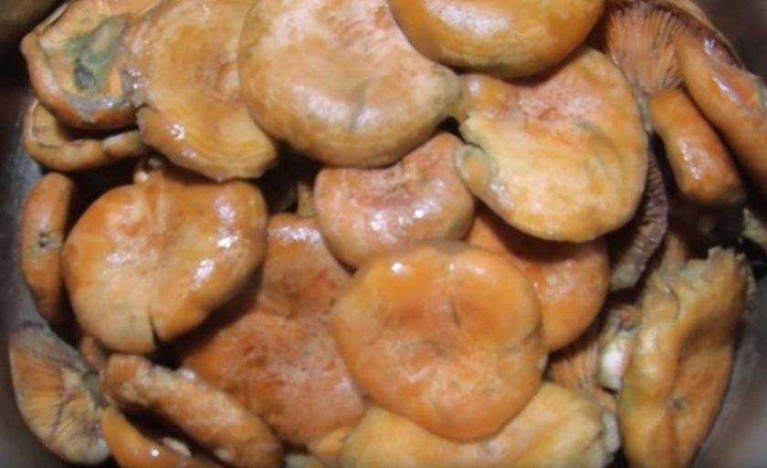 Почему темнеет рассол в соленых грибах + в домашних условиях, секреты, способы
