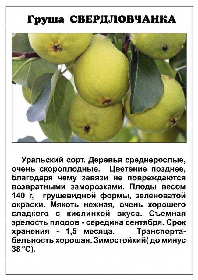 Груша аллегро: характеристика и описание сорта, плюсы и минусы, посадка и уход