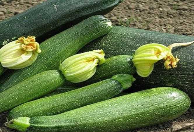 35 лучших урожайных сортов кабачков для посадки в открытый грунт - онлайн урожай