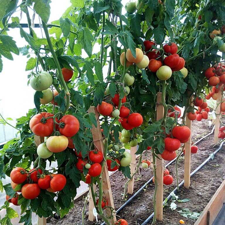 Лучшие и самые урожайные сорта помидоров для теплиц из поликарбоната