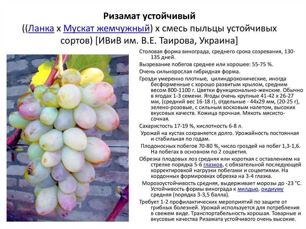 Выращивание винограда: советы новичкам и фото на supersadovnik.ru