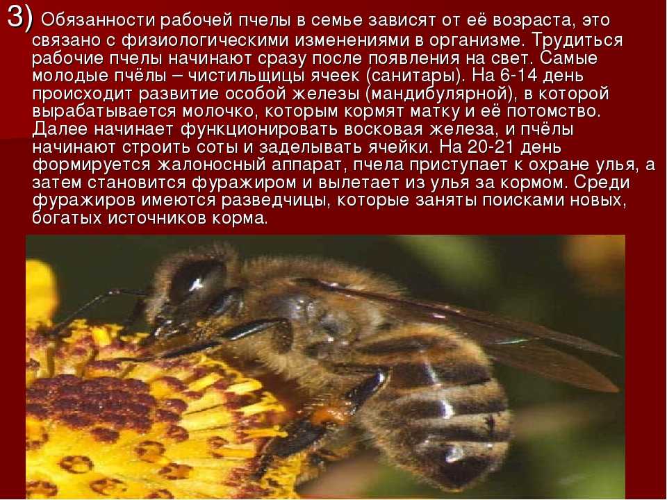 Сколько живет рабочая пчела. Обязанности рабочей пчелы. Семейство пчел. Иерархия пчел. Обязанности в пчелиной семье.