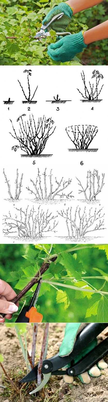 Обрезка голубики весной схема