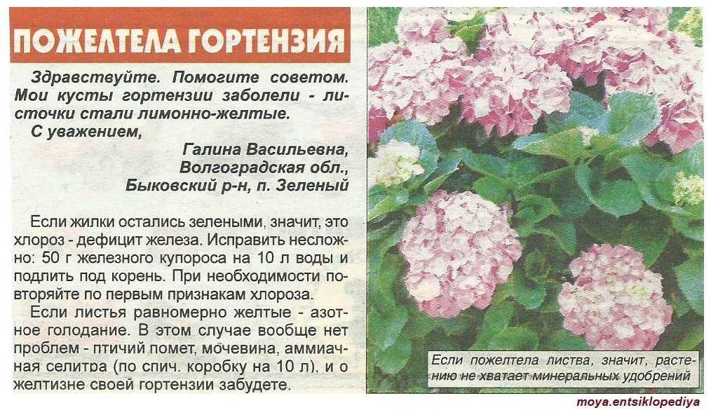 Гортензия метельчатая diamantino (диамантино): описание сорта, фото