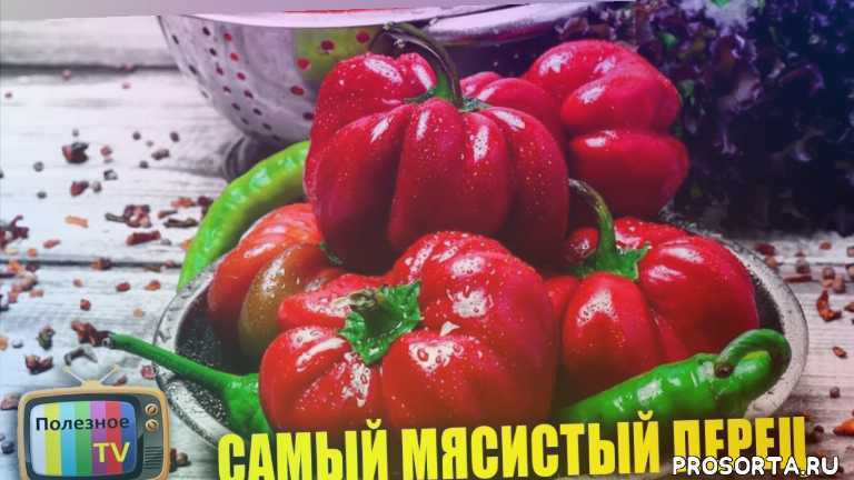 Виды сладкого перца selo.guru — интернет портал о сельском хозяйстве