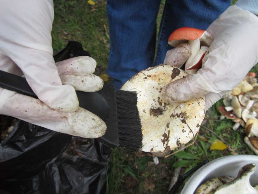 Гриб как правильно ухаживать. Чистка грибов. Белый гриб зачистка. Помыть грибы.