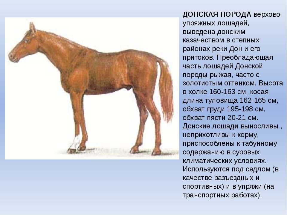 Характеристики рак лошадь. Дончак порода лошадей характеристика. Характеристика Донской лошади. Донская Скаковая лошадь. Жеребец Донской породы.