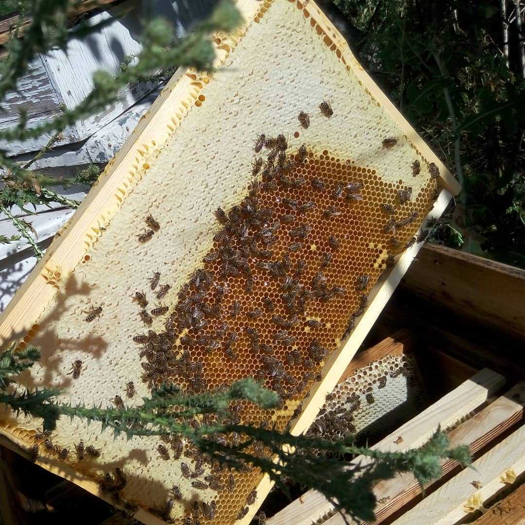 Когда собирают мед. Улей на пасеке. Пасека Абакумовых. Пчелы в улье. Пчелы, мед, пасека.