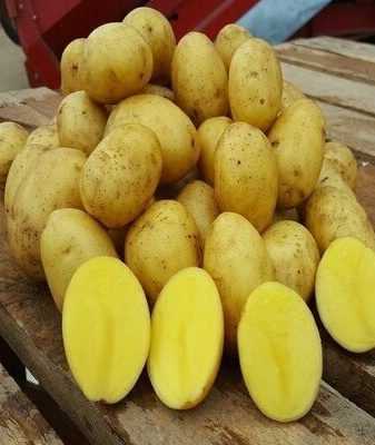 Раннеспелый картофель сорта латона: отличный вкус, высокая урожайность