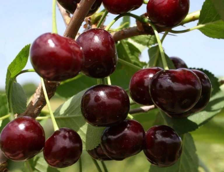 Сорт вишни малышка: описание, фото и отзывы садоводов, как выращивать, посадить и ухаживать за плодовым деревом