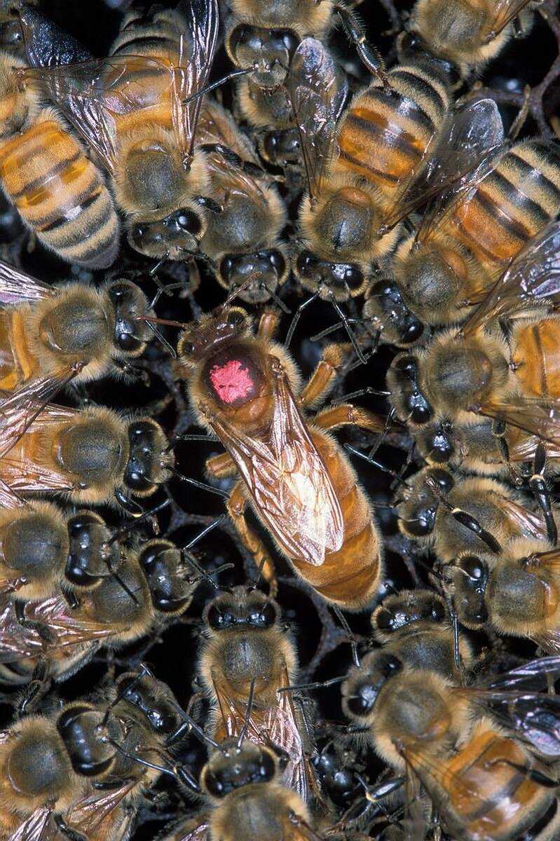 Искусственно выведенные матки пчел