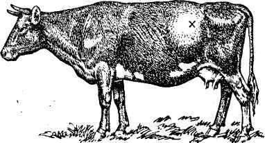 Корова объелась дробленки что делать, не работает рубец у коровы, где находится рубец у бычка при тимпании