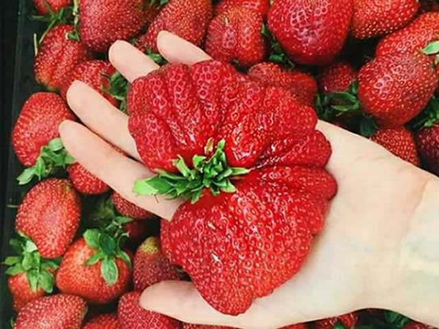 Клубника богота: описание и характеристики сорта, посадка и уход, отзывы с фото