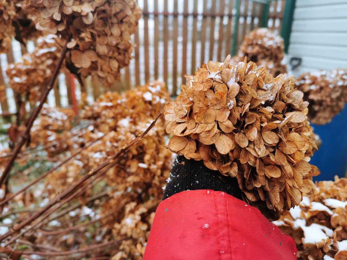 Не дайте садовой гортензии замёрзнуть! как укрывать гортензию на зиму?