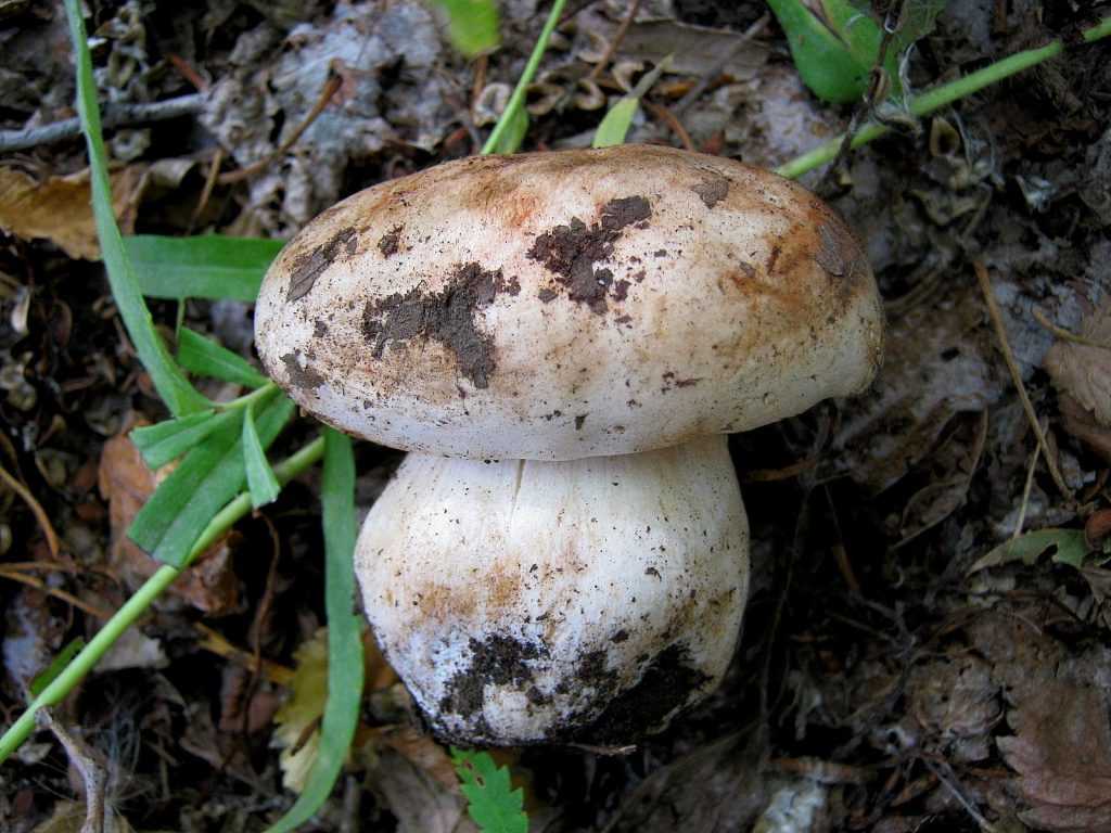 Жареные грибы с луком – 8 рецептов
