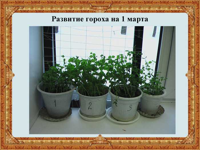 Два простых способа выращивания душистого горошка на балконе