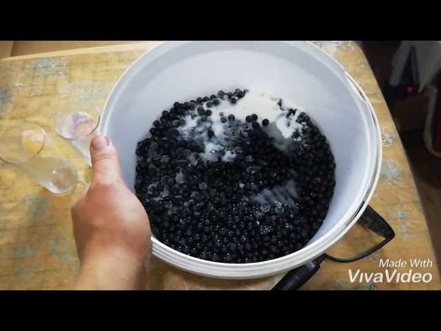 Приготовление оригинального и вкусного вина из черемухи: пошаговые рецепты