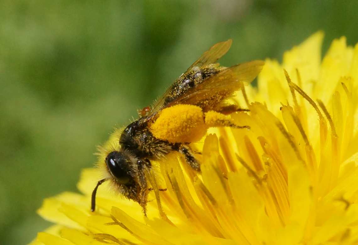 Пчела питается пыльцой