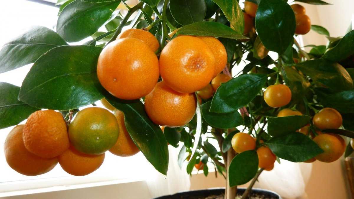 Виды мандаринов: по вкусу, окраске, региону происхождения, с косточками и без них Какие плоды самые вкусные Карликовые сорта мандаринов для выращивания в домашних условиях