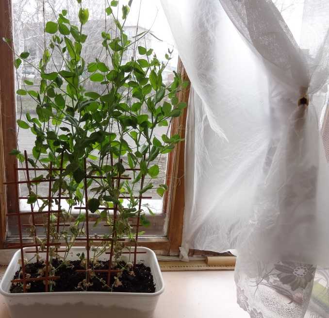 Горох на балконе: как посадить и вырастить в домашних условиях
