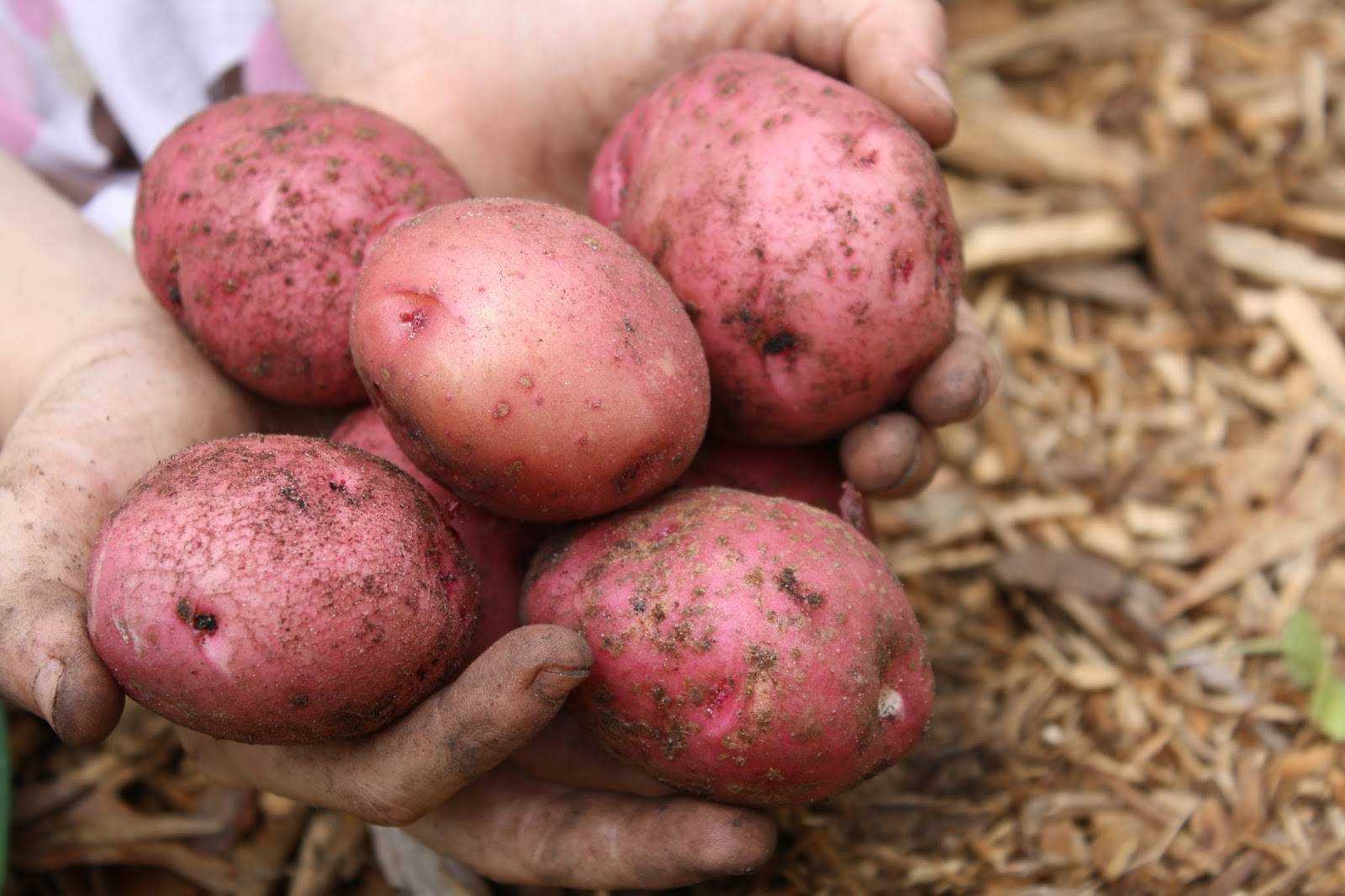 Сорт картофеля ароза: описание и характеристика, отзывы