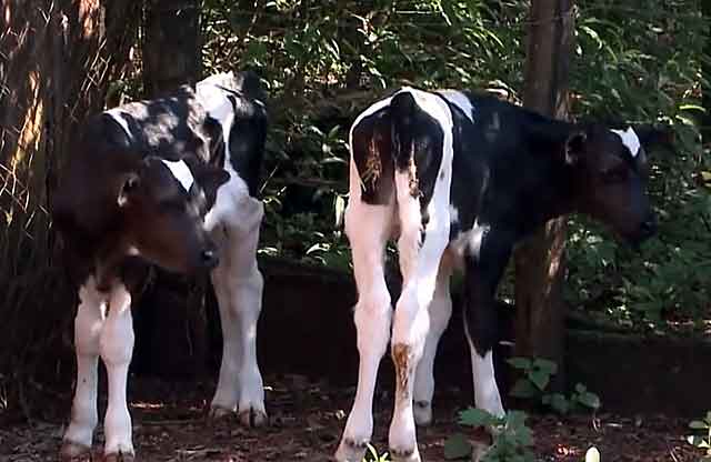 Корова плохо пьет. Корова в плохом качестве. Теленок пьет молоко у коровы. Теленок не пьет молоко.