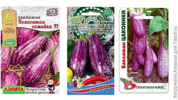 Выращивание баклажанов: выбор семян, сорта, посадка, уход | огородник